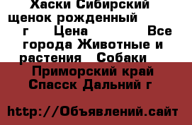 Хаски Сибирский (щенок рожденный 20.03.2017г.) › Цена ­ 25 000 - Все города Животные и растения » Собаки   . Приморский край,Спасск-Дальний г.